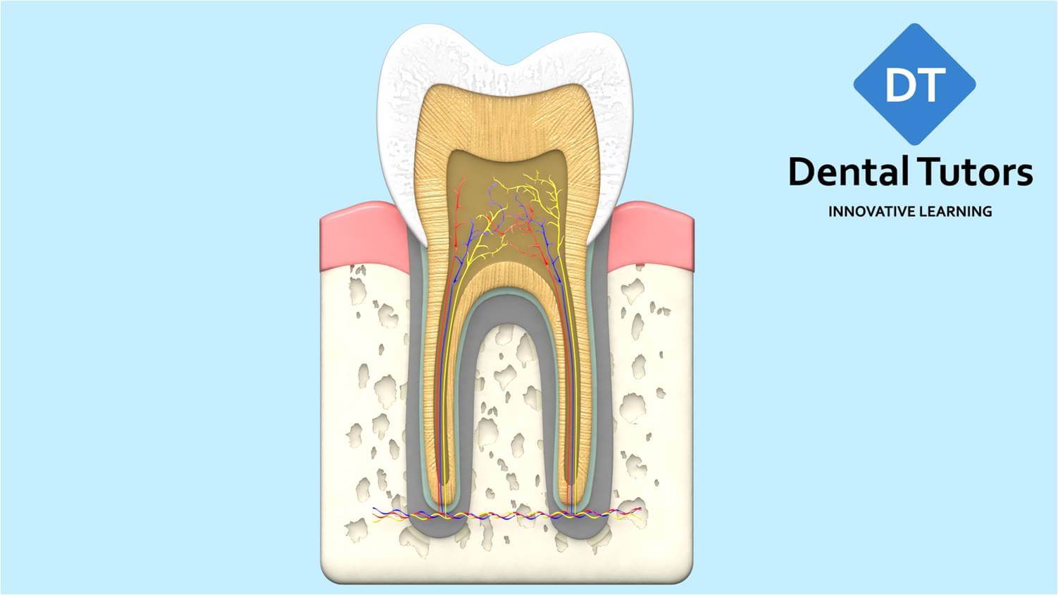 Module5-1 - Dental Tutors - Dental Nursing College - NEBDN Dental Nurse ...